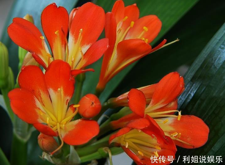  【沙漠玫瑰】这3种不浇水也能长得好，“管住手”后长得更旺、水多烂根！