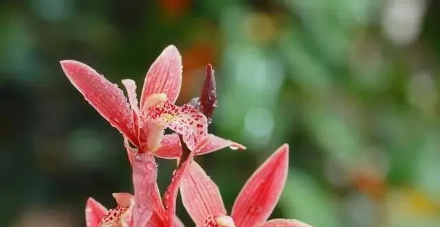  #时间#养兰花,找对3个时间点,兰花新芽猛蹿爆满盆,郁郁葱葱开花旺!