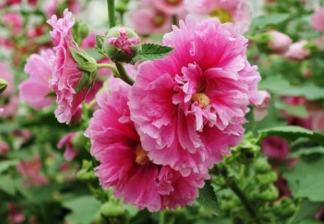  轻松：客厅养这几款耐旱花，30天不浇水，也能轻松爆盆，新手最爱养