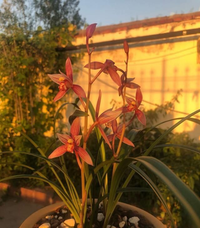  【花美】此兰花养护容易，一年开花多次，花美香浓，价格便宜，很适合新手