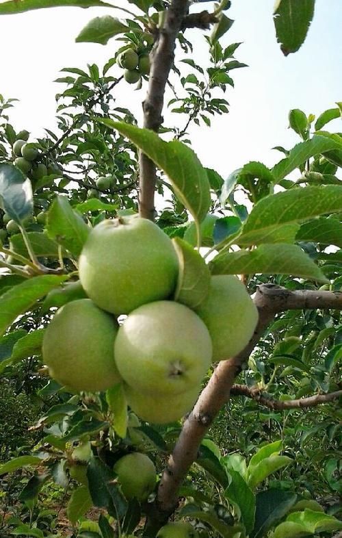  【伤口】雨水多发季节，苹果树易发生小叶病害，这些操作要避免！