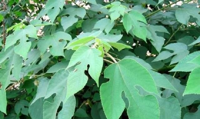  「树木」它是农村最被低估的1种树木，农民打柴都不砍它，殊不知浑身是宝