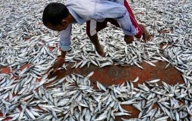 世界会下“海鲜雨”的国家，万条活鱼流入空中降落，是好还是坏？