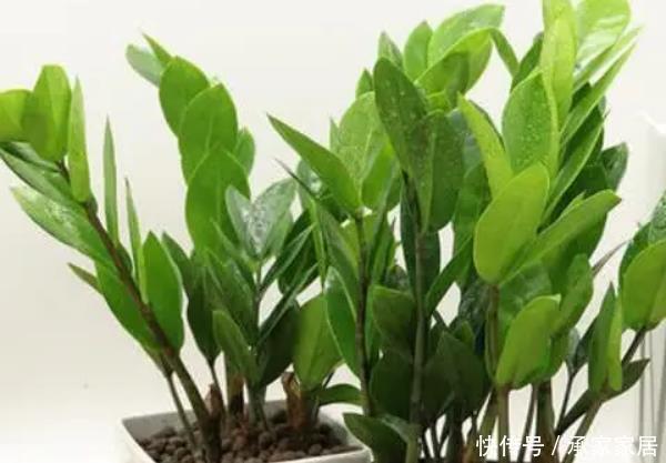  「好运」有钱人都养的4种花，摆在家里镇宅旺财，好运源源不断滚过来！