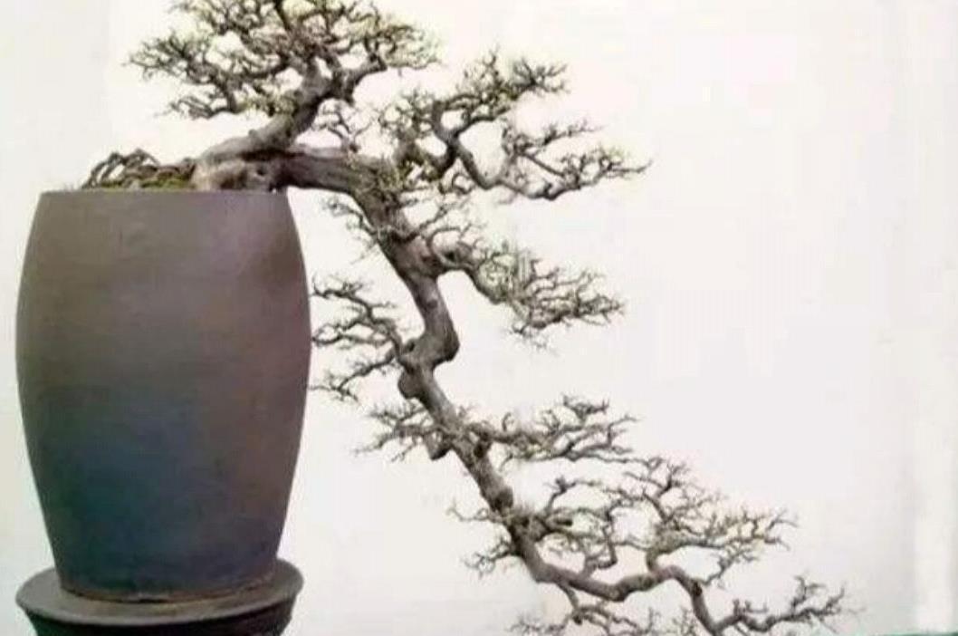 悬崖式盆景特点是什么?该如何制作?