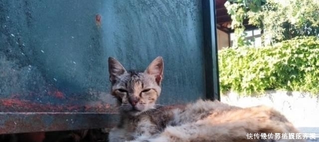 奶奶■瘦弱老猫流浪多年,因一碗剩饭而“隐居”村庄,每天凌晨叫醒奶奶