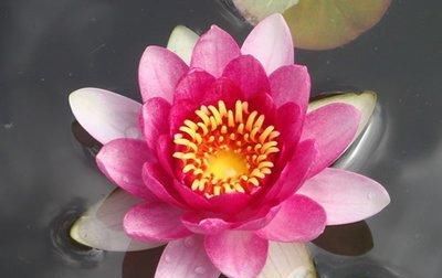  铜钱草■这3种植物，见水就能“活”，叶片比绿萝大，样子比绿萝美！