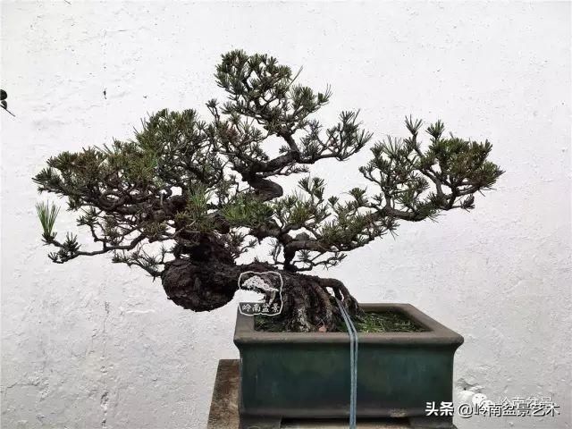  「作品」有年功的盆景，品相好，价值高！