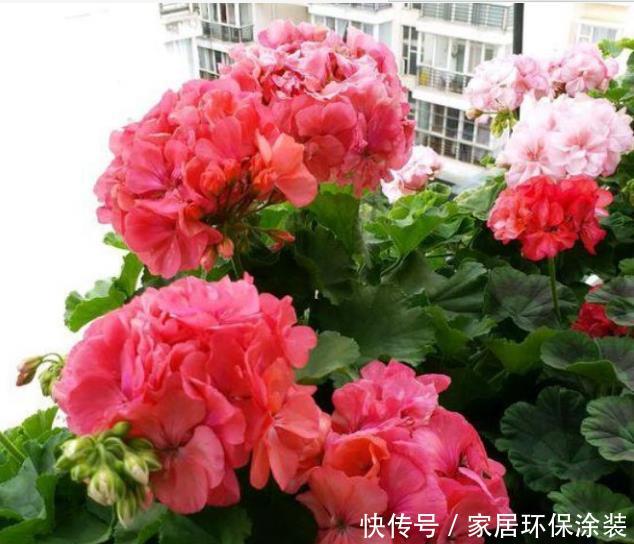 「便宜」4种“漂亮”的花,便宜又好养,10元两盆,全年开花不断!