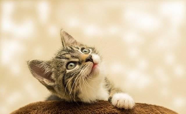  养猫：猫奴不喜欢听的五句话，大多数猫奴感同身受，你同意吗？