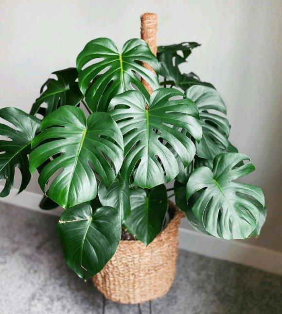 『气温』客厅养龟背竹,谨记“4点”,叶子大开背早,不倒伏,长的高