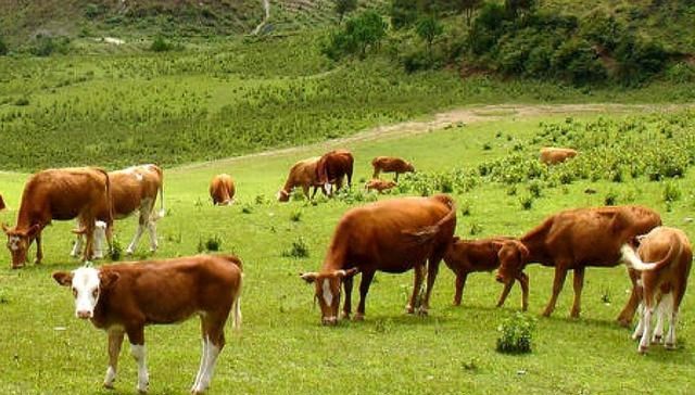  【快速】农村养牛难吗？老农教你掌握5个要点，实现快速致富