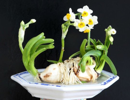 「铜钱草」此几款喜水植物,越浇越爆盆,花叶蹭蹭往外冒,花色绚丽多彩