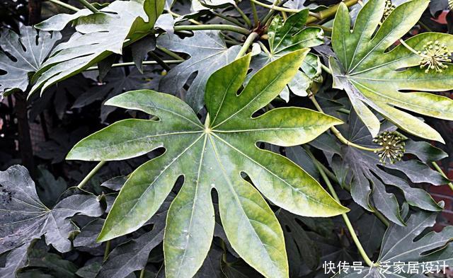 『搞懂』一口气搞懂八角金盘黄叶、焦枯原因,学会养护方法,使叶色亮绿
