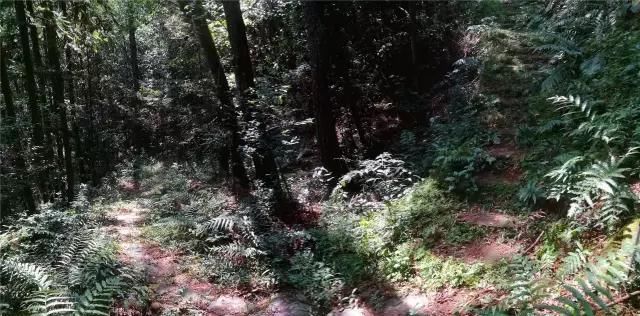  「大若岩镇」温州芙蓉岭古道，浙江省十大人文古道之一