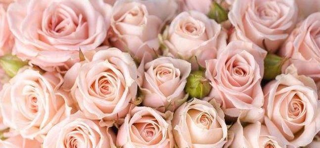  [养盆]喜欢菊花，不如养盆“精品玫瑰”蝴蝶夫人，浓郁果香，妖艳美丽！