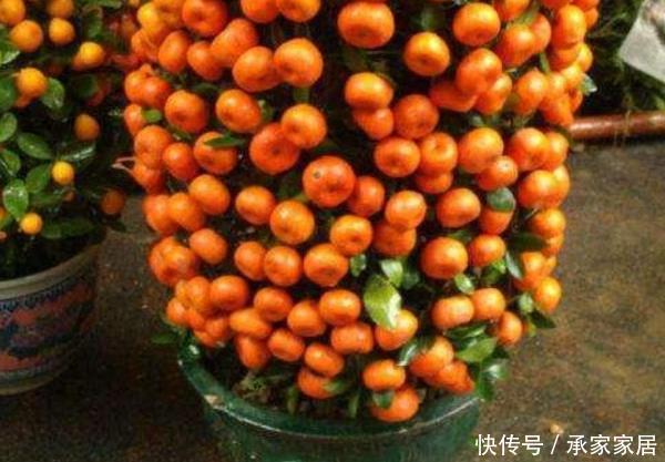 寓意■这3种花室内养一盆,寓意好一倍,尤其第三种,生活更“富贵”!