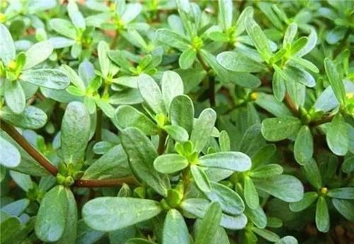  甲醛：这“2种”植物，再贵也要养，能让白发变“乌发”，还能吸甲醛！
