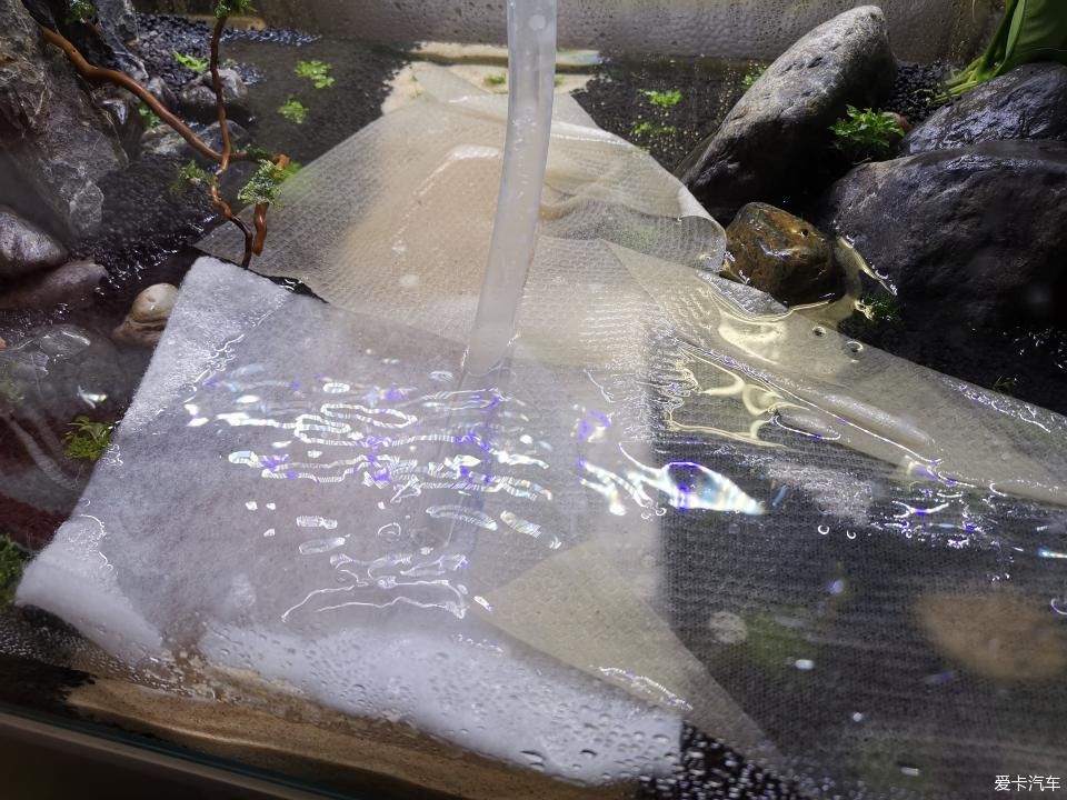  『水质』我家的花花草草第十四季-新手折腾水草缸