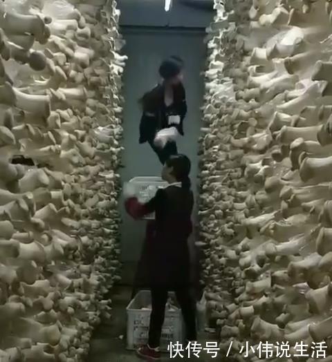 女子应聘工作“采蘑菇”，当她第一天到上班地点后，顿时不淡定了