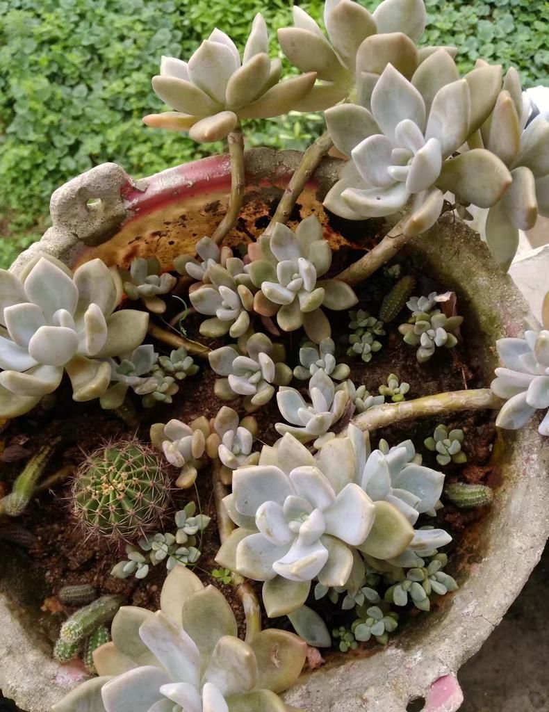 防猫■保护多肉“大作战”, 防鸟防猫防老鼠!