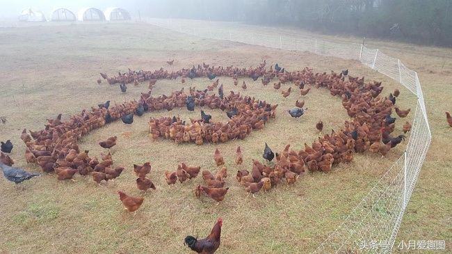 10张古怪的照片，很多根本无法理解