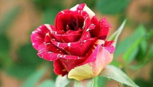  『三角梅』养这4种花，家里全年都是“小花园”，花朵一茬又一茬，绚丽多彩