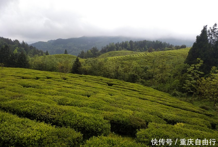 重庆有一地方太神奇!用茶把人养的娇滴滴的