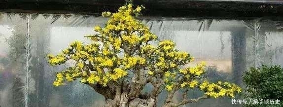  『新品种』如何选择迎春花盆景素材