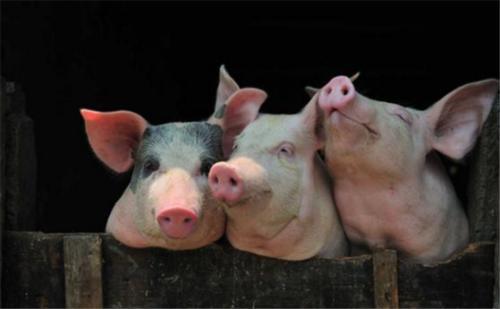 为什么美国能成为全球养猪大国？看看这些操作你就知道了