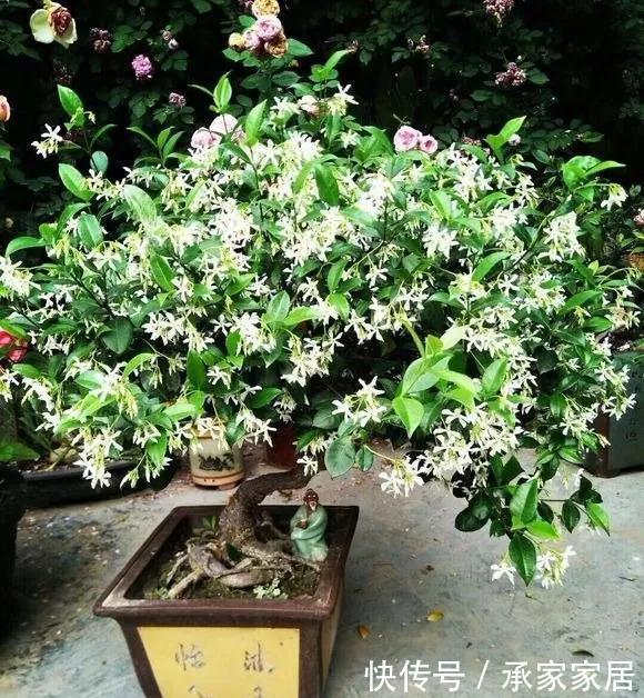 #起劲#3种开花劳模,一个比一个开得起劲,一开就是一面花墙!
