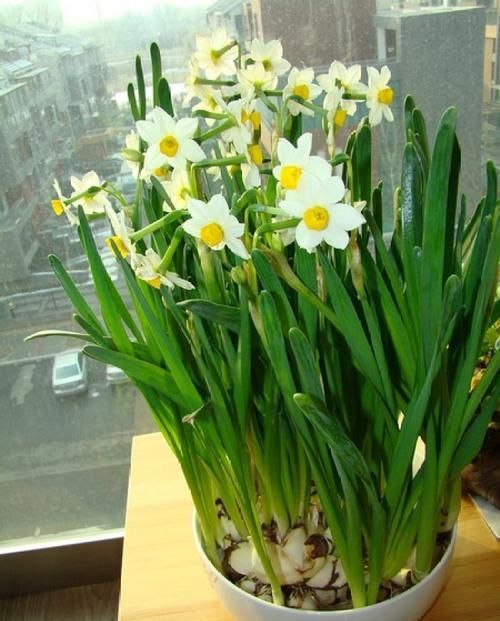 『水仙花』客厅和阳台,别养4种花,作为“毒花”的它们,对健康不利