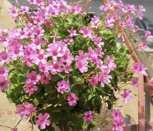 种植物■1种草有“小白根”,被称为“三叶酸”,农地里见到别挖,价值高