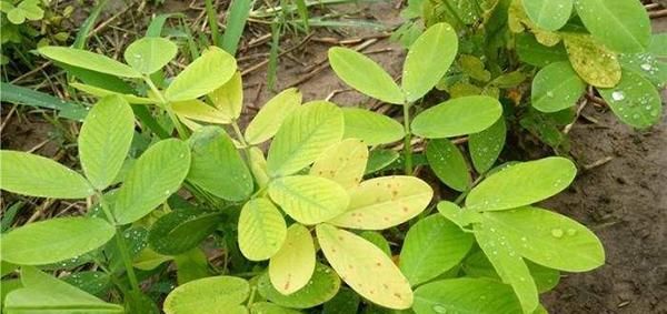  『微量元素』给花卉绿植用了复合肥，为什么叶子还是慢慢变黄了？