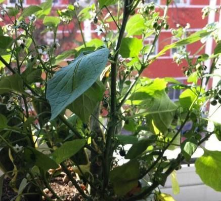 家里■春季野外游玩,遇到这几种“有毒”植物,叮嘱家人一定要避开