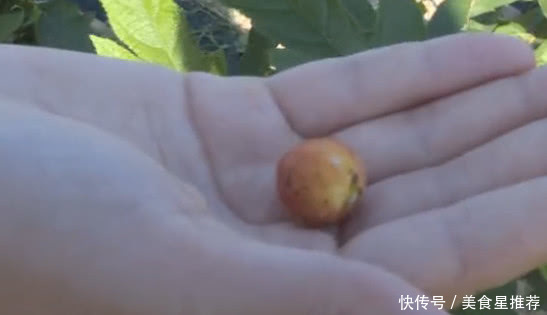 这种植物农村没人要，城里人知道是宝，1斤50元，有人靠它发财