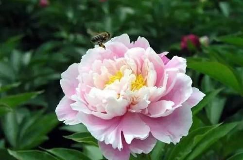  『代表着』花友选出了自己认为最美的50种花
