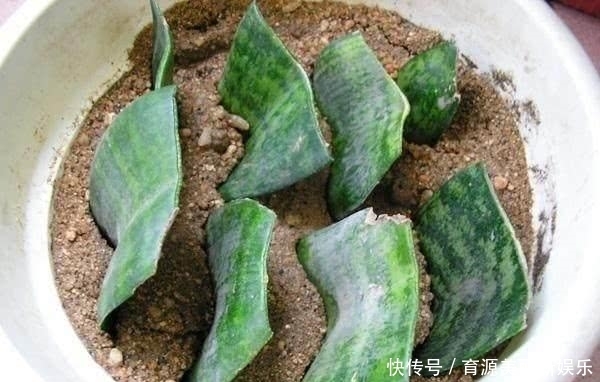 扦插|5种花,适合6月份扦插,精心养护下,7月长满盆