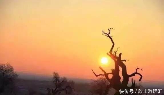 额济纳旗下雪了！雪后的白色胡杨林，惊艳了所有人！