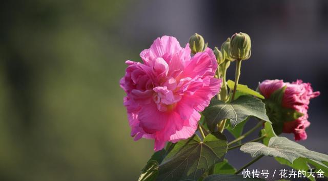 『新手』适合养在院子里的3种花,一年四季开花不断,好养易活很适合新手