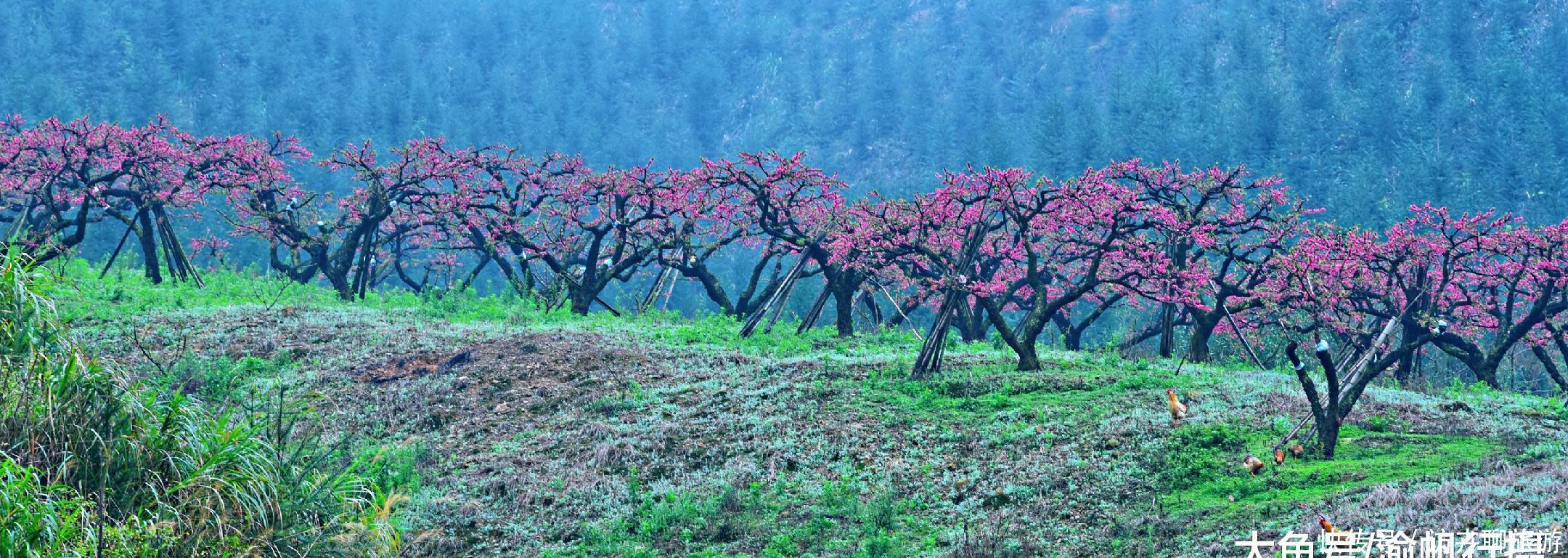 广东也有桃花源：十里桃花遍地花，满山遍野惹人醉