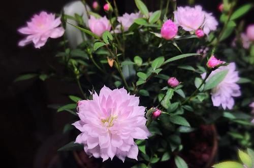  【色彩斑斓】养花就养盆高颜值的，花开美观又大气，叶片色彩斑斓，是盆栽珍品