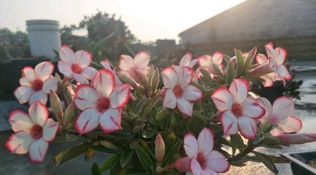  『室内』此花是世界名花，开花频繁，种植简单，室内也能养，还可做盆景树