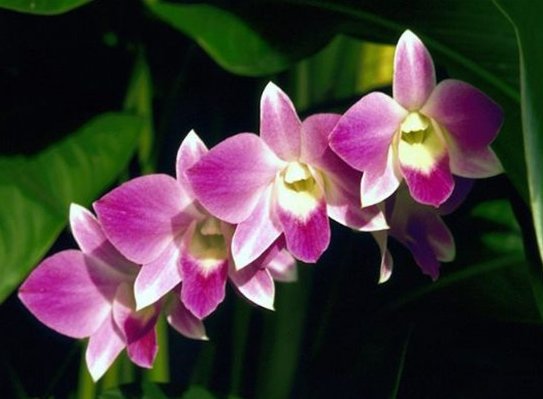  『艳丽』适合阳台的盆栽植物，花开一片美美哒，满屋都飘香，花朵艳丽迷人