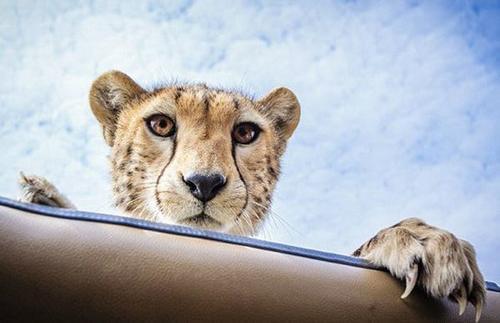 游客开车野餐，感觉天窗一阵震动，抬头发现双好奇目光