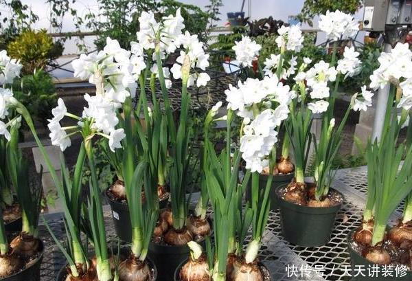  [光照]房子采光差，还想室内盆栽花？首选4种植物，给点光就花开灿烂