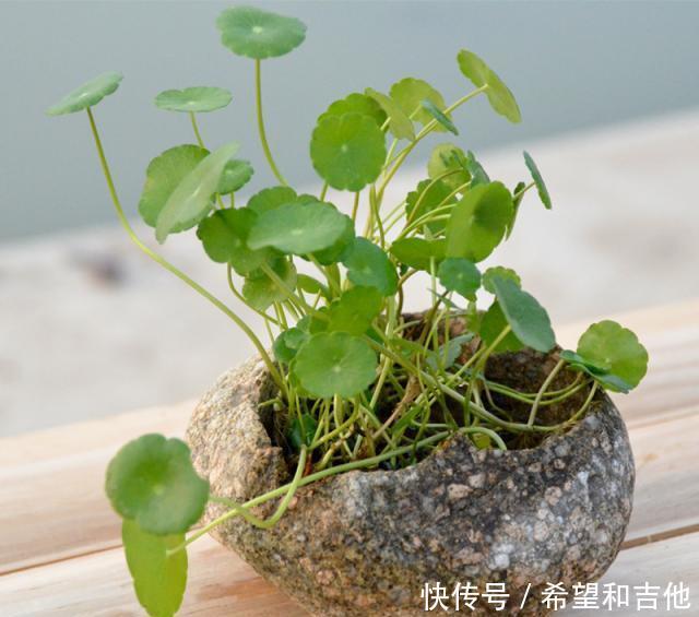  长爆@铜钱草“超爱”1种肥，半月浇1次，蹭蹭长爆盆，叶子比硬币大3倍！