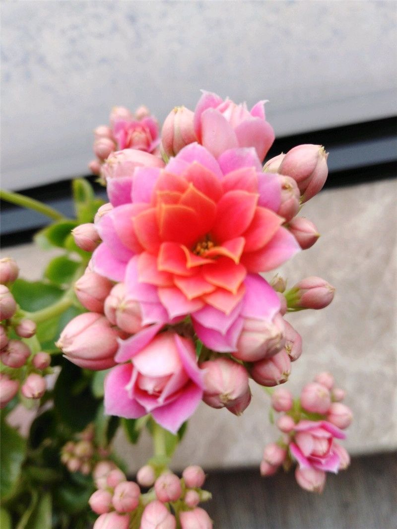 长寿花养成“5头龙”，养护学2招，1招促花，1招控制花期!