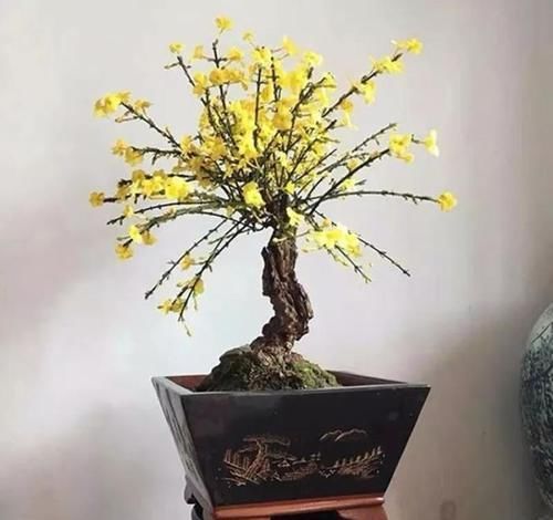  「身价」这六种植物越养越值钱，在家养几年，身价猛涨几倍！你家养了几种