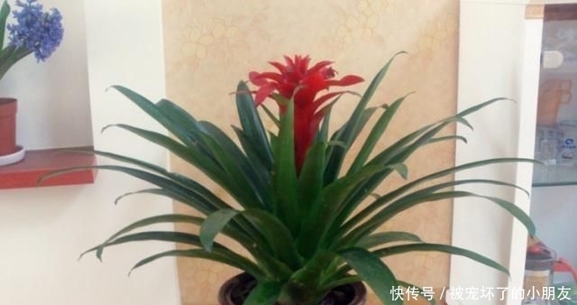  「观赏价值」这“3种花”能招财，能“镇宅”，比富贵竹、金钱树强多了！